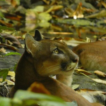 Corcovado Wilderness Lodge By Scp San Pedrillo ภายนอก รูปภาพ