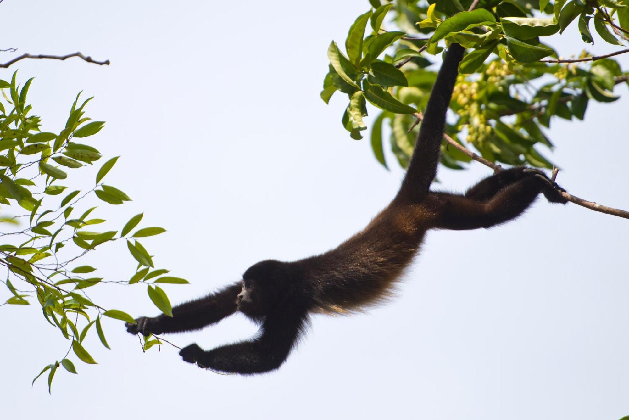 Corcovado Wilderness Lodge By Scp San Pedrillo ภายนอก รูปภาพ