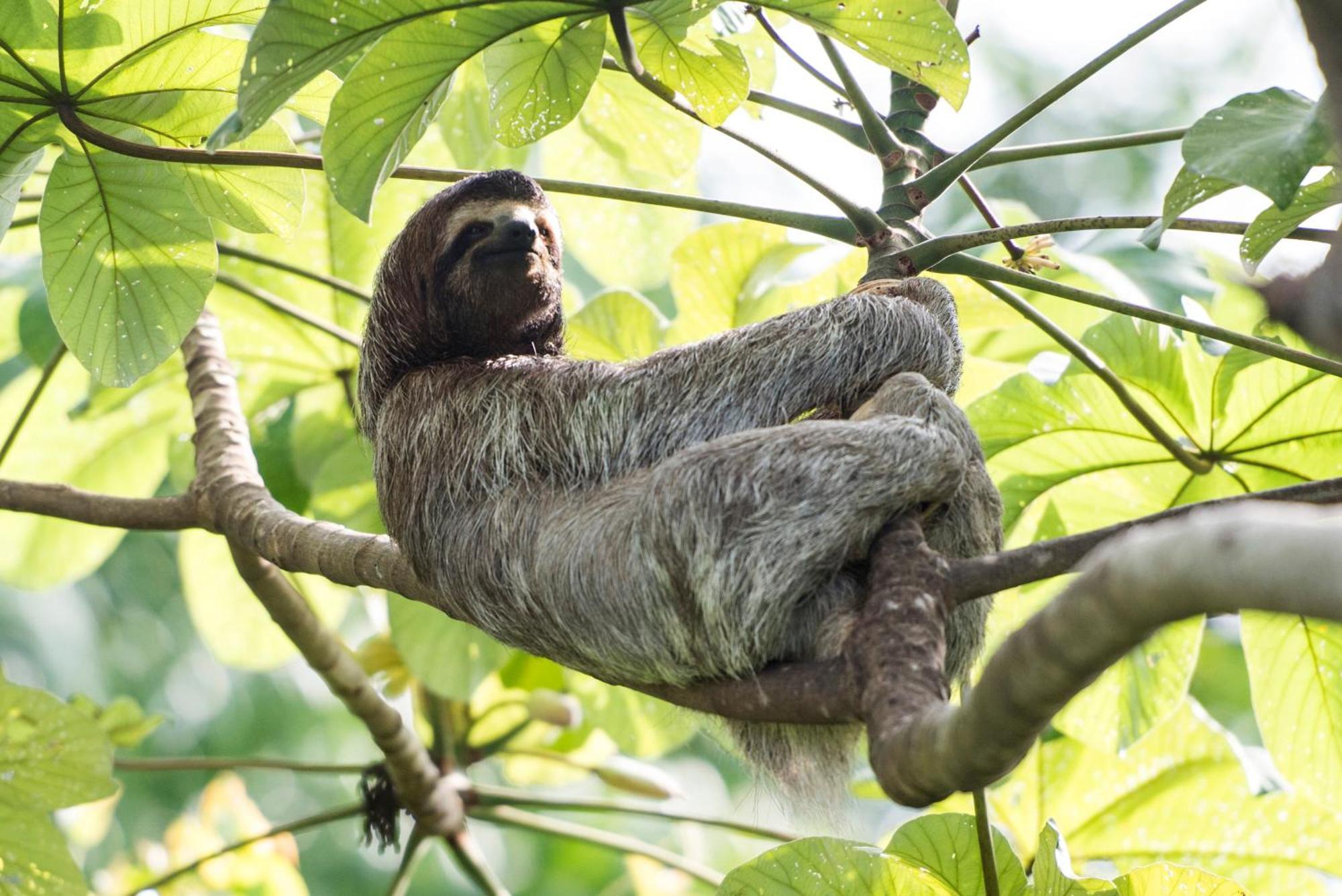 Corcovado Wilderness Lodge By Scp San Pedrillo ภายนอก รูปภาพ