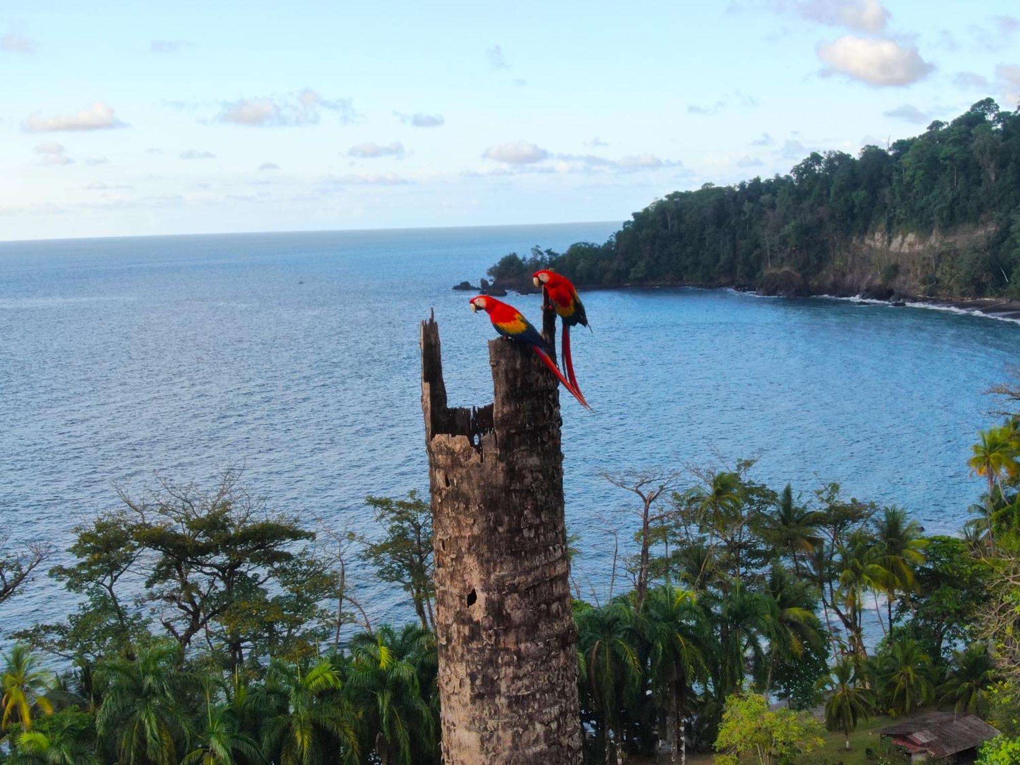 Corcovado Wilderness Lodge By Scp San Pedrillo ภายนอก รูปภาพ