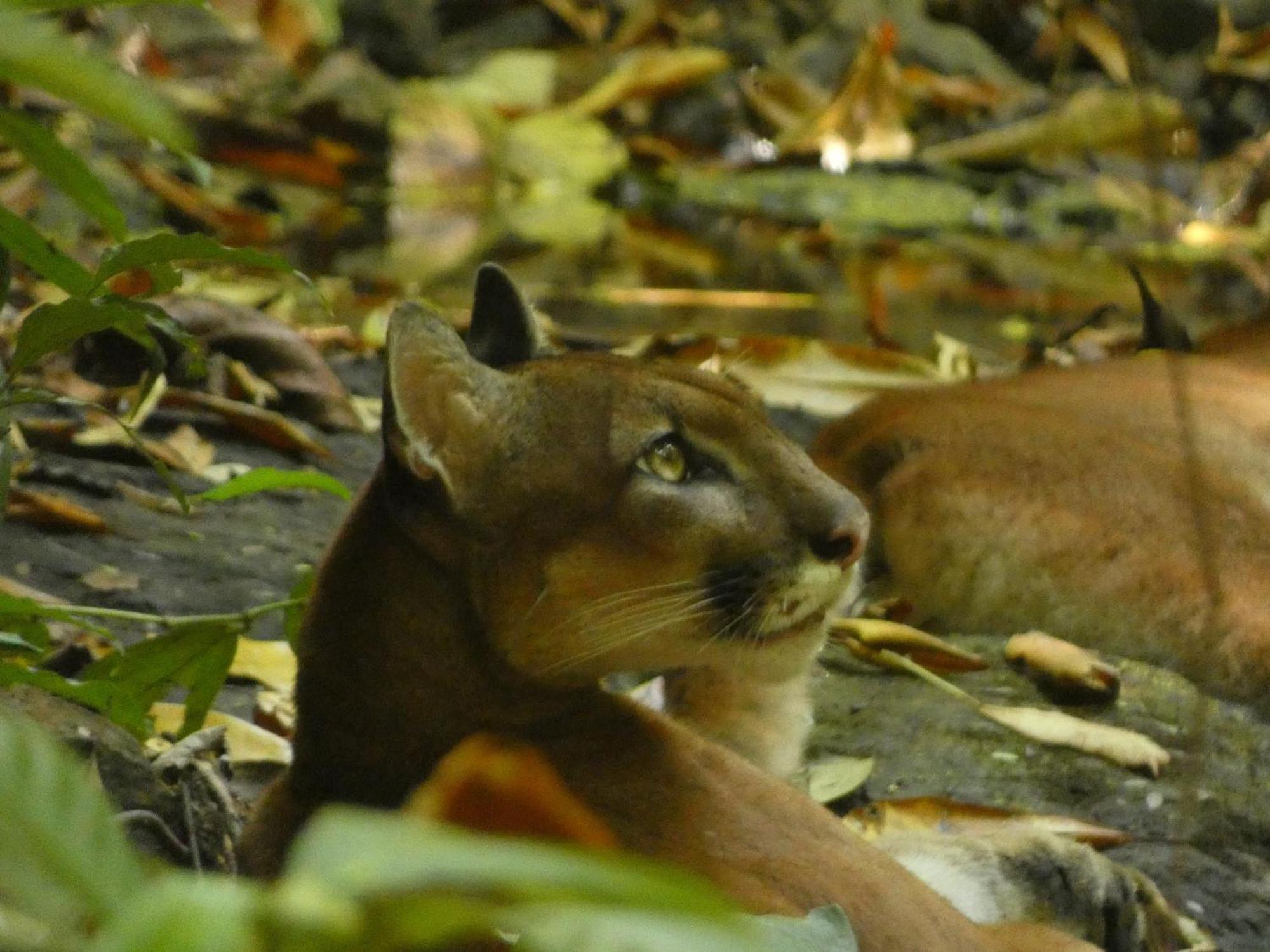 Corcovado Wilderness Lodge By Scp San Pedrillo ภายนอก รูปภาพ